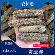 姿补惠 批发黄玉参海参500g现货淡干带刺黄肉参药房一件代发