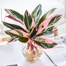 �߲�������ؔ���P�˿�ȸ�����҃�����ֲ������՚����ȩ���~ֲ��