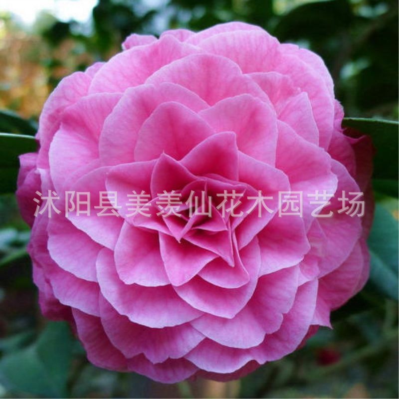 Las plantas en macetas de semillas de camelia se pueden sembrar en cuatro estaciones, 24 colores opcionales, 5 rosas Sai