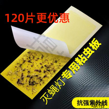 {ɭωωճʽßճNճωճx及nω