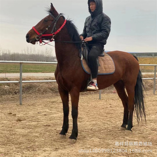 �V�|���������Rƥ�������R �����T�˺��R�����X �ɹ��R �����R