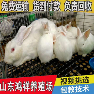 �����Bֳ����ֱ�l���N�����m������؛���T���ÿ�ʳ�����÷N�Ãr��