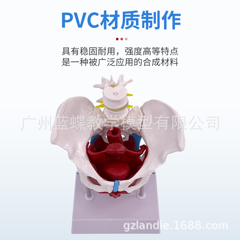 ��̬��ѧ����ɻŮ�Թ��輰�ӹ�ģ����ǻ�ṹ������׼��⿵��