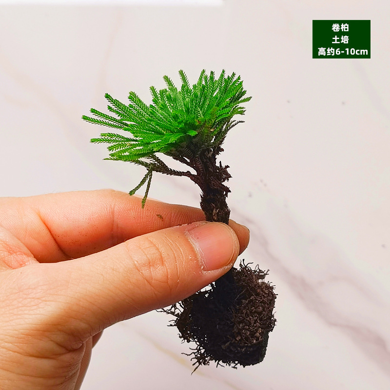 레몬 옐로우 토양 재배 - 콜로브리세아