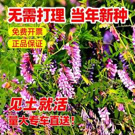 光叶紫花苕子种籽长柔毛野豌豆种子果园绿肥养蜂蜜源草种子毛苕子