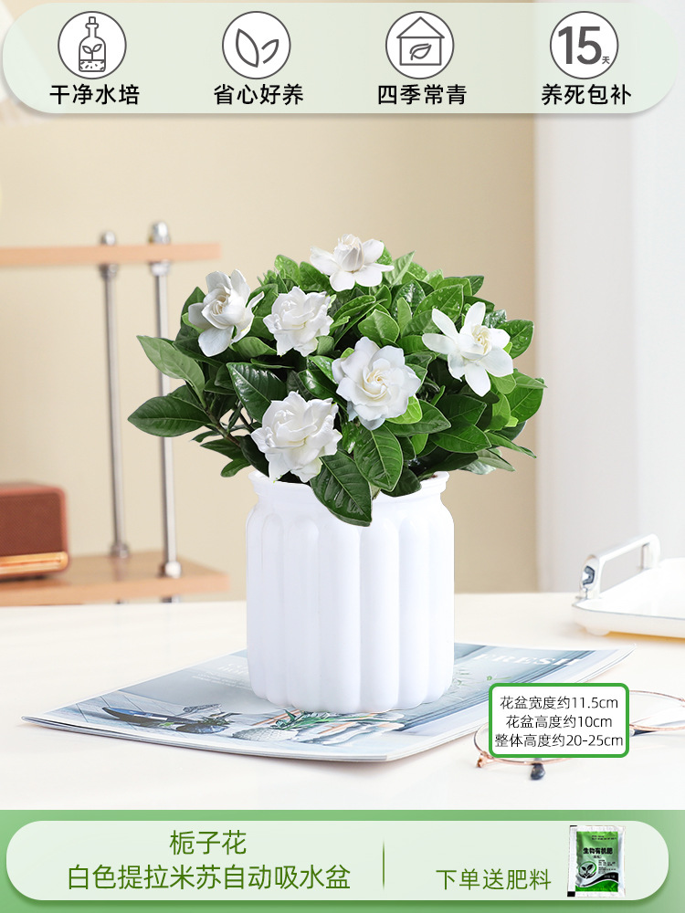 치자나무(화이트 티라미수 분지)