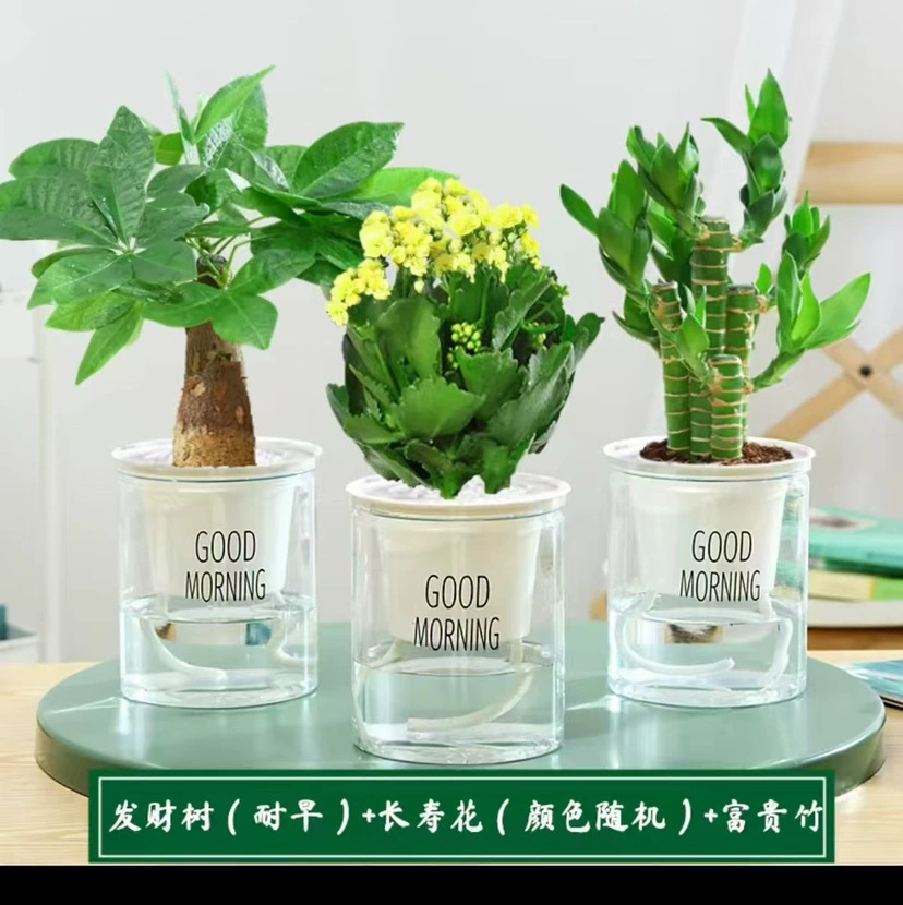 Цветочное растение Gardenia в горшке для дома с бутонами, балконное гидропонное зеленое растение, сильный аромат, большой саженец, легко поддерживать круглый год