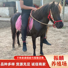 ���ۂ����T�˾��^�ο��R���_���w�Bֳ�� ���R���U���^�T���^�p