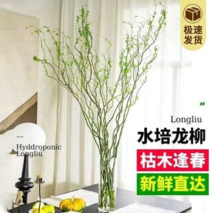 ���L�����r֦ˮ��廨�͏dˮ��ֲ�ﻨ���ļ����B�Gֲ����ˮ��ֲ��