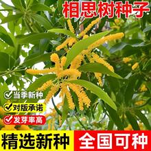 �����²ɴ��~��˼��N�Ӷ��~��˼������˼���v��˼���G��ľ��N��