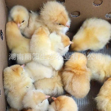 ���������ۺ���u�����С�u�л��w500ֻ��l�������S���u�����u1