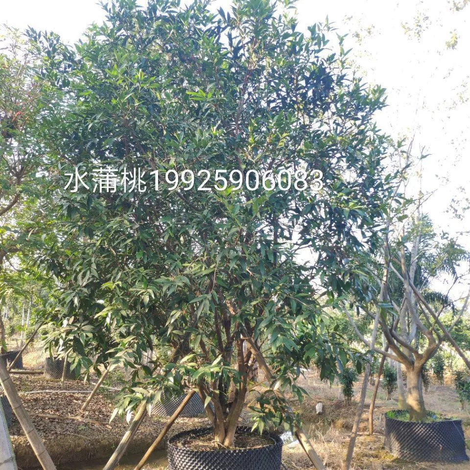 Поставка кустоводных ямовых деревьев высотой 4-6 метров