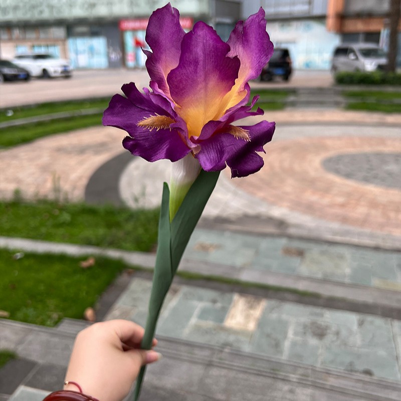 Solo Iris rojo púrpura