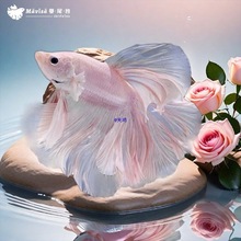 ̩�����~�^�p���~�Ꭷ�ͻ��wС���~�װ��]�����׻���ˮ����