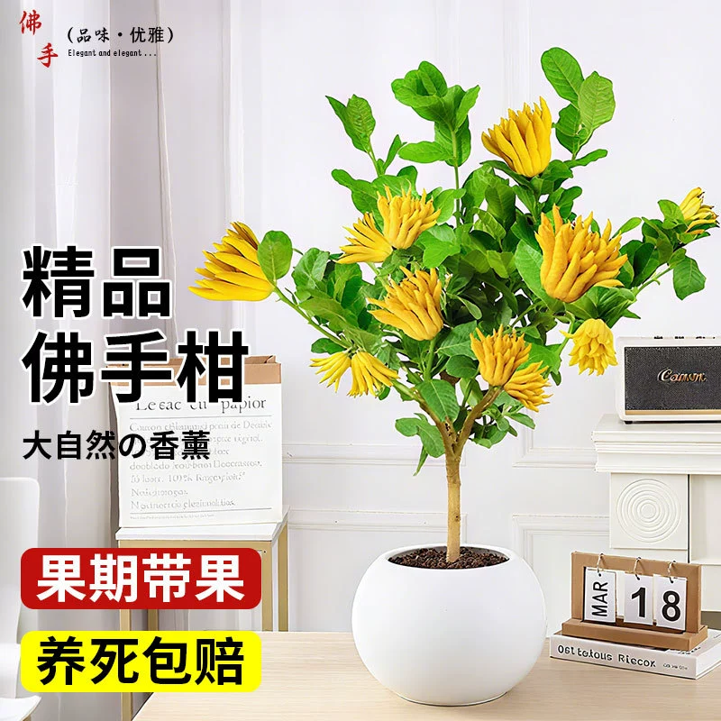 Бергамот в горшке с фруктами Джинхуа, саженец бергамота, съедобное растение, балкон, двор, цветок, зеленое растение, рассада дыни, бонсай