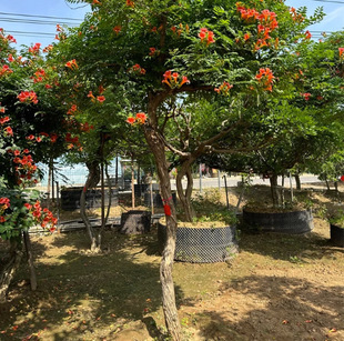 Dropshipping Lingxiao Flower Seedlings Large Flower Climbing Vine Plant Russia and the United States Lingxiao Saplings Balcony Courtyard House Green