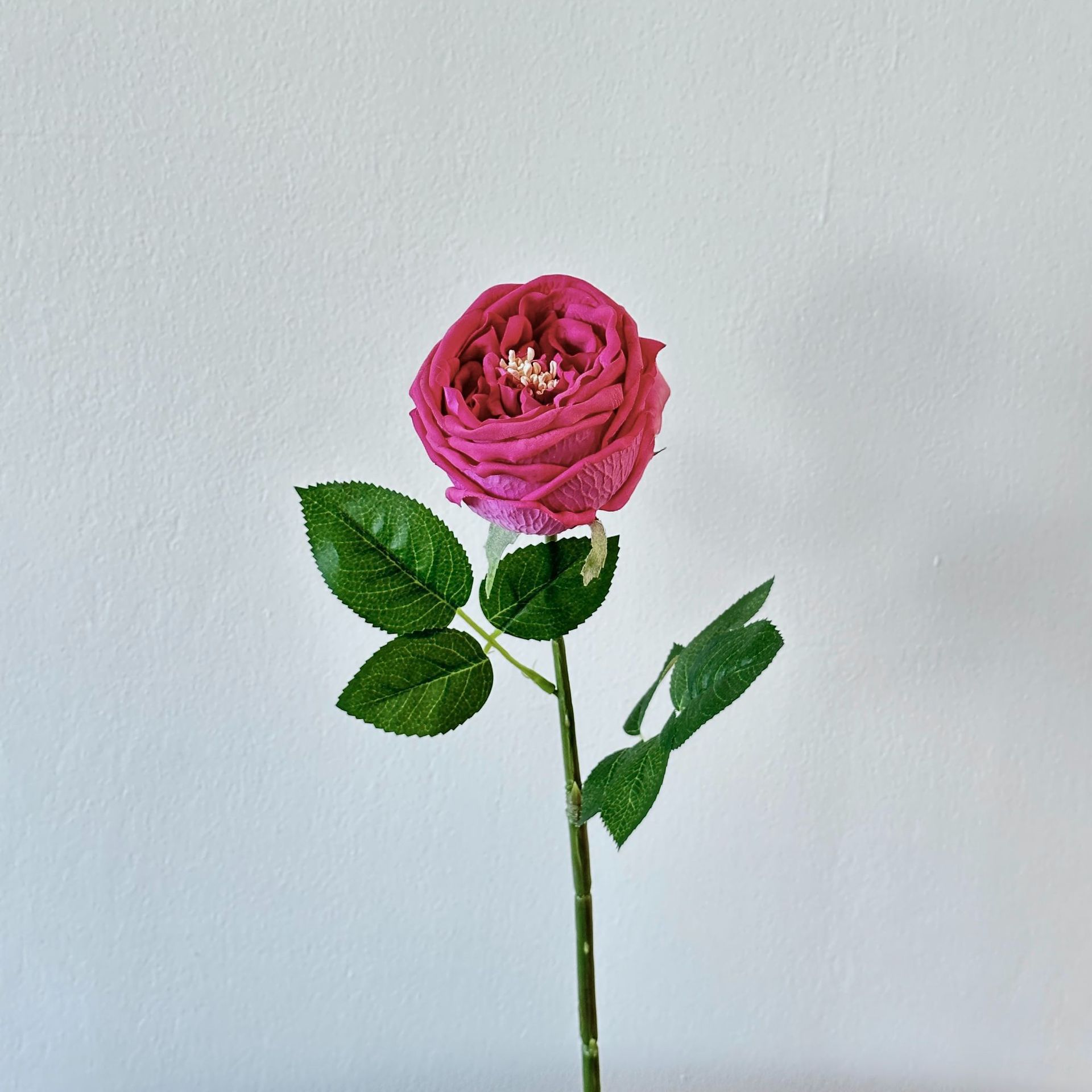 Rosa Púrpura se siente otin rosa