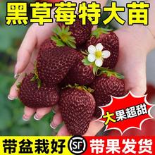 ��ݮ���ļ����Զ���ʳ�üt����������N��ͥԺ���玧�莧����ͥ�N