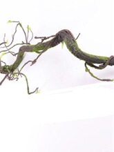 ���ٿ����ٗl�b��~��֦���҃������ٻ���ֲ��Gֲ���ڒ컨