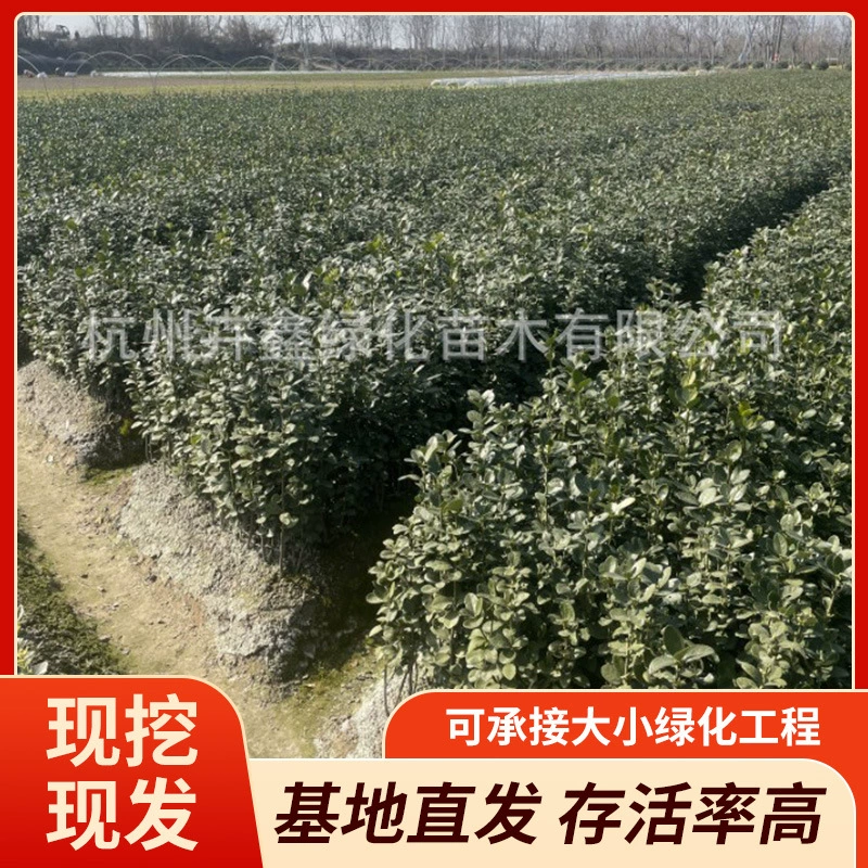 Производитель поставляет цветные блоки из японского самшита Хоккайдо: маленькие и большие чашки, шарики для волос, зеленый забор, оптом для городских садов.