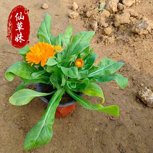 Qingzhou Seasonal Grass Flower Calendula Calendula Potted Flower Bed Flower Mirror Slope Protection Greening Project Calendula