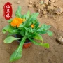 青州绿化盆栽时令金盏菊