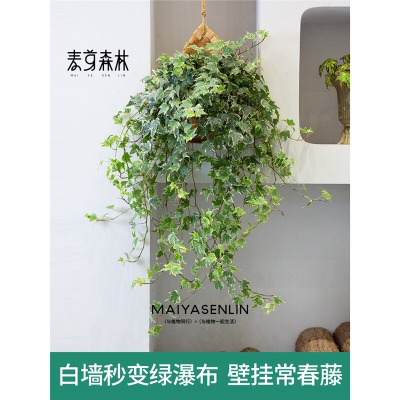 [New Flower and Leaf Model] Ivy Chlorophytum Hanging Plant Wall Hanging Green Plant Wall Hanging Evergreen Potted Plant Indoor Absorbing Armor