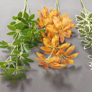 ��������ľ�Gֲ�٘�֦���~�ҾӾƵ��k����ܛ�b�廨��c�羳���l