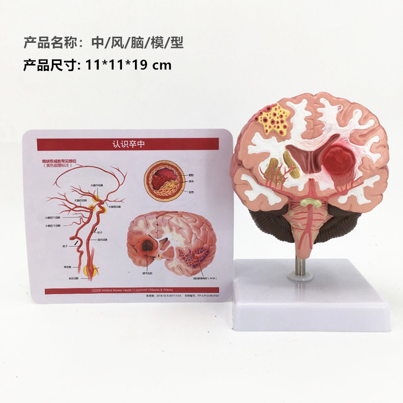 跨境玩具早教人体器官骨骼模型套装科教中小学生DIY组装儿童益智|undefined