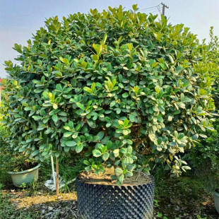 Bonsai of Holly Shrub with Berries, Evergreen All Year Round