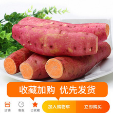 沙地蜜薯新鲜红薯农家香甜板栗薯黄红心烤地瓜糖心番薯山芋5斤10
