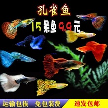 ��ȸ�~���w�Pβ�~��ˮȺ�Ό�����~���NС��̥���~�~��Ꭷ�^�p�~