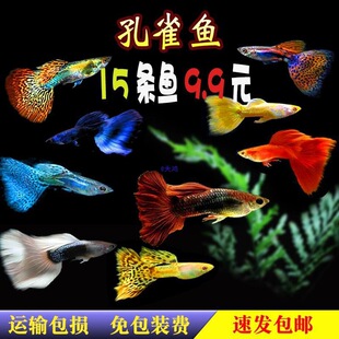 ��ȸ�~���w�Pβ�~��ˮȺ�Ό�����~���NС��̥���~�~��Ꭷ�^�p�~