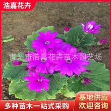 ���~�����Ի��� ͥԺ�G�������ͺ����Ի��pɫ���繤�ؾG���û�