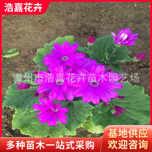 ���~�����Ի��� ͥԺ�G�������ͺ����Ի��pɫ���繤�ؾG���û�