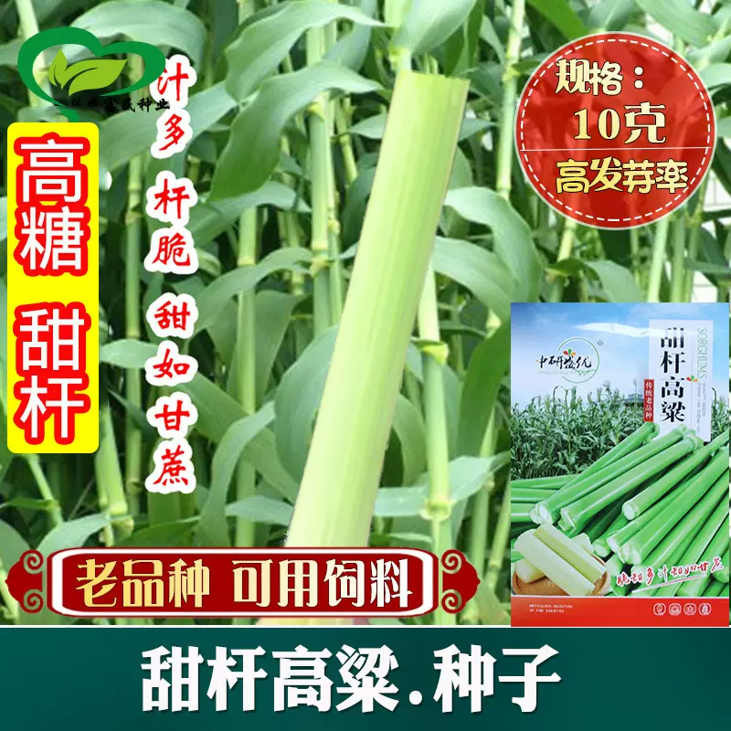 高糖甜杆高粱籽 甜高粱 芦栗 甜秫秸 糖高粱种子 脆甜多汁四季播