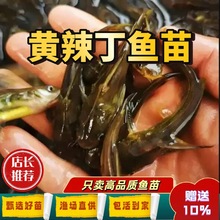 �����S��S���~�絭�S��~�����~�S�����r���SѾ�^�S���и������~