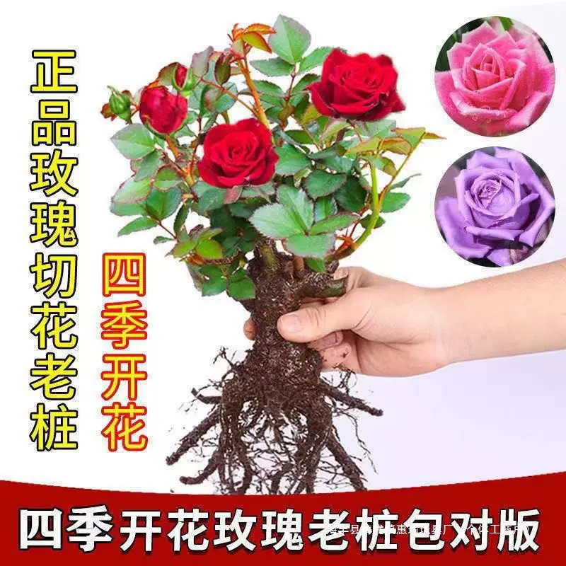 玫瑰花苗盆栽老桩特大花室内外耐寒蔷薇月季花卉四季开花客厅室外