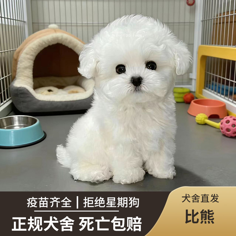 Purebred Bichon Frise Puppies, Small-Sized Bichon Frise Dogs, Flying-Eared Teacup Dogs, Live Small Dogs, Domestic Pet Dogs Purebred Bichon Frise Puppies, Small-Sized Bichon Frise Dogs, Flying-Eared Teacup Dogs, Live Small Dogs, Domestic Pet Dogs