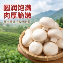 厂家直销口蘑双胞菇新鲜食材现摘白蘑菇食用菌双胞菇口蘑工业棚