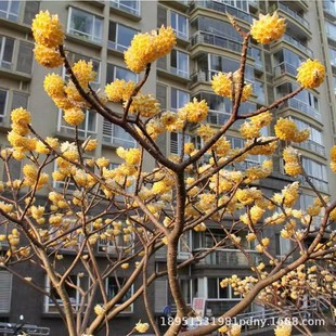 ͥԺ �Y����� �Y�㻨�� �Y���� ����������Y������������ϲ����