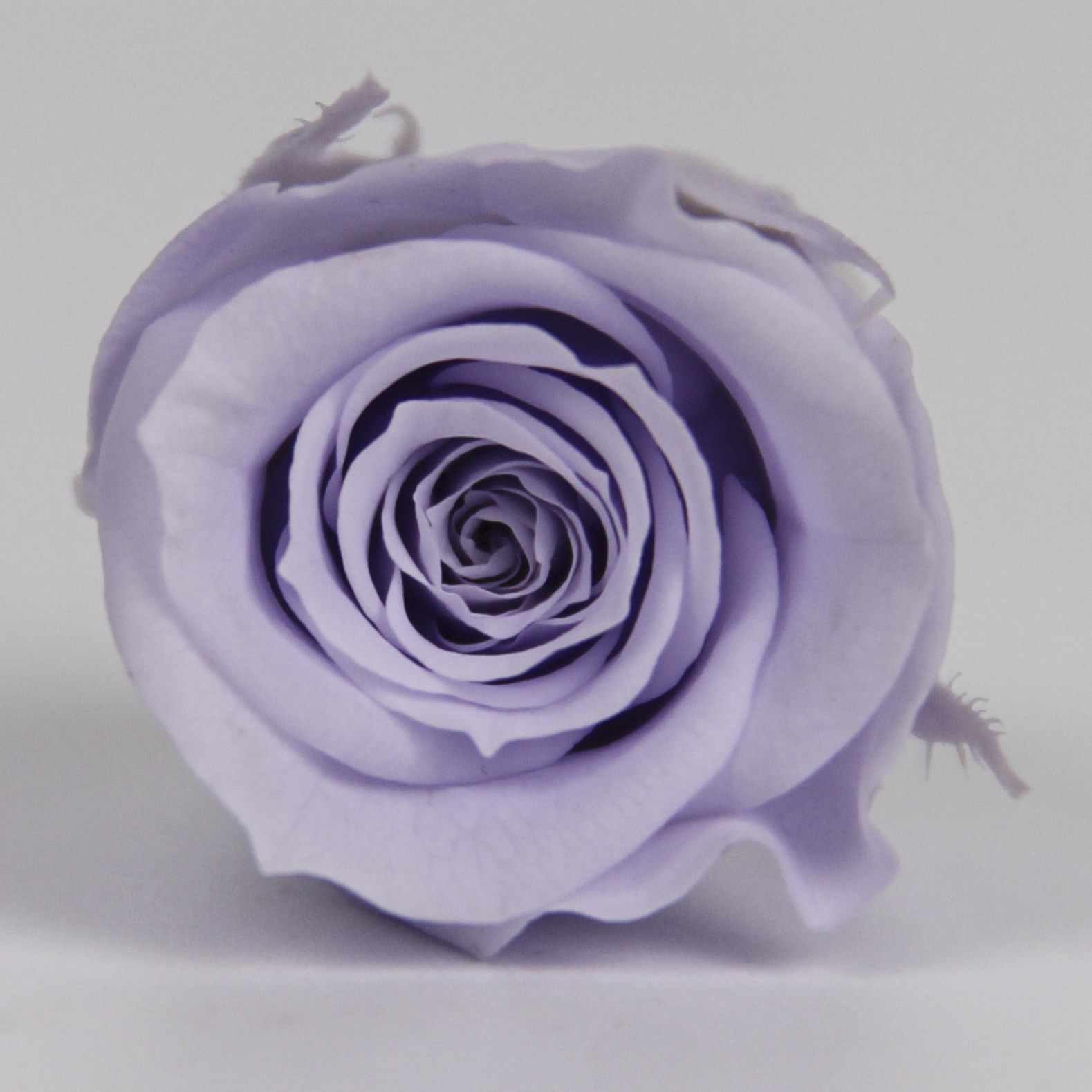 Grado A lavanda violeta 4-5cm-8 flores/caja