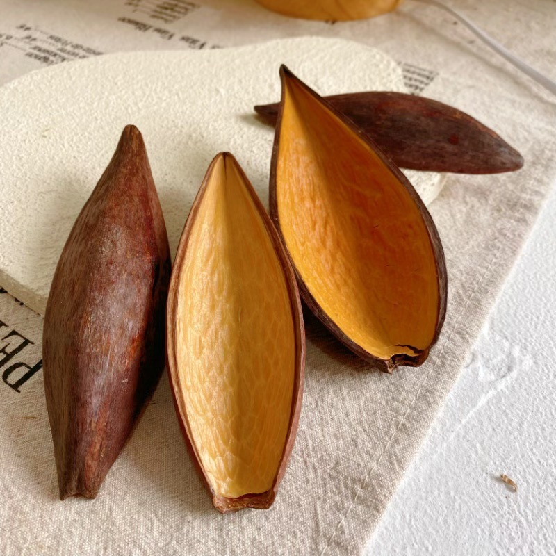 【双面金壳】巴西进口果壳手工diy材料天然南美造景标本干花干果