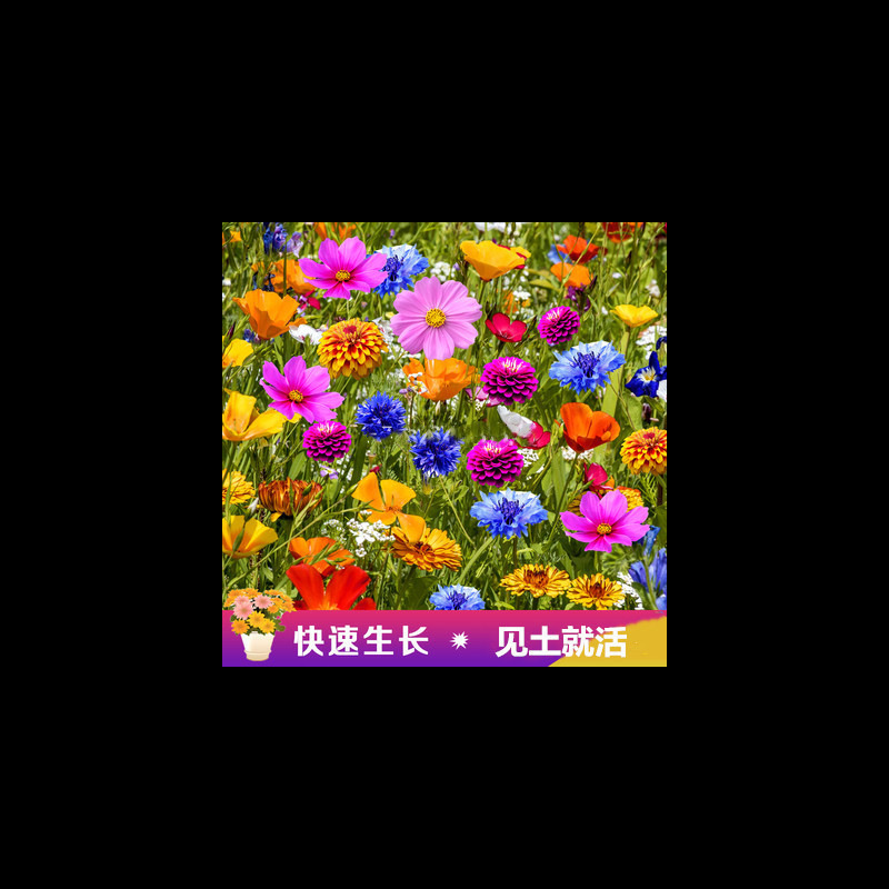 뜨거운 판매 다년생 야생화 조합 반 파운드