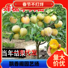 һlڷÓ÷ԵͥԺļNֲ