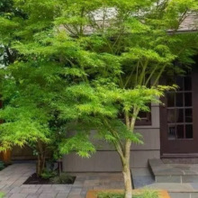 С�~�uצ�ʘ���ԭ�����uצ������ͥԺ�L�������ļ�����G����ľ