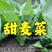 八甲唛甜麦菜种子苦麦菜广东油麦菜种子高产四季麦菜蔬菜种子大全