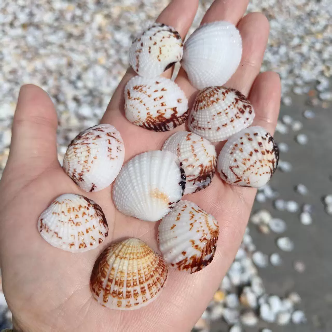 Conch shells wholesale by the pound fish tank landscaping crafts decorative accessories various mixed conch shells per pound