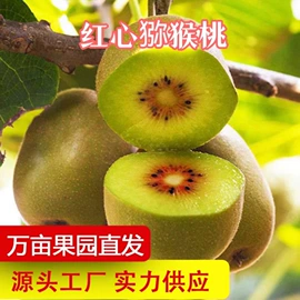 苹果;其他水果;柚