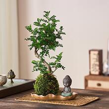 �Ϙ��������ľ����̦�\��ˮ��ֲ���҃��̨�k�����Gֲ�ļ�����